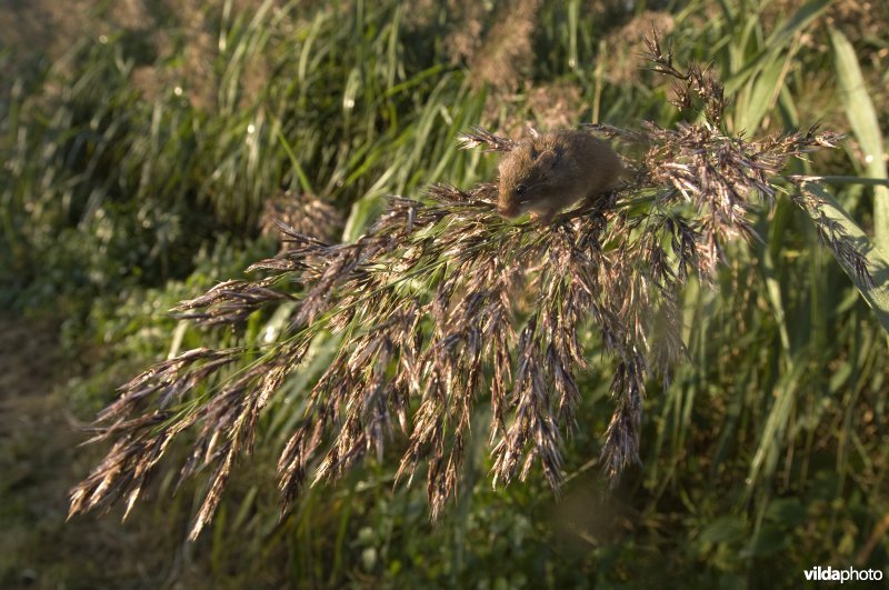 Een dwergmuis op een rietpluim