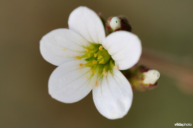Bloempje van knolsteenbreek
