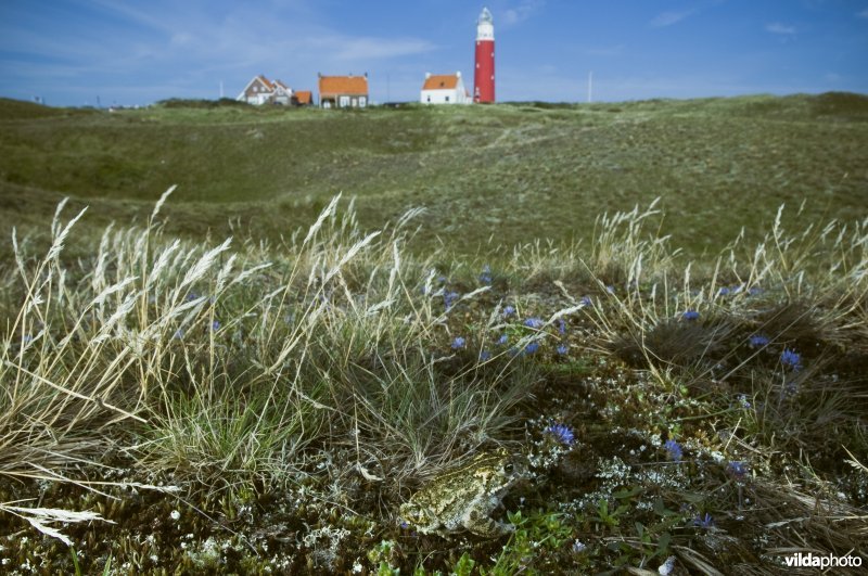 Portret van rugstreeppad in open duinvegetatie bij de vuurtoren van Texel