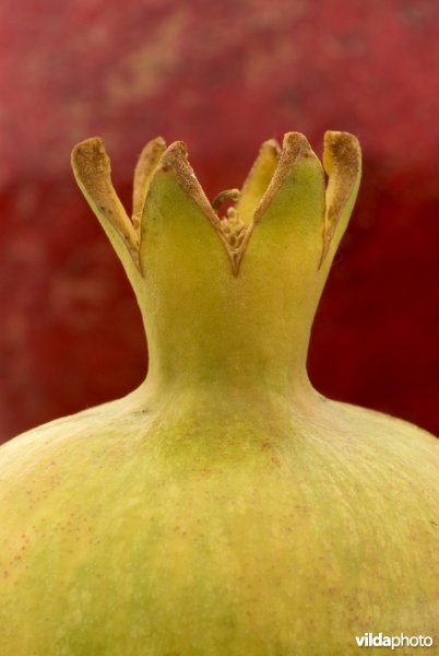 Detail van een granaatappel, met kenmerkend kroontje bestaand uit de kelkbladen en bloemrestanten.