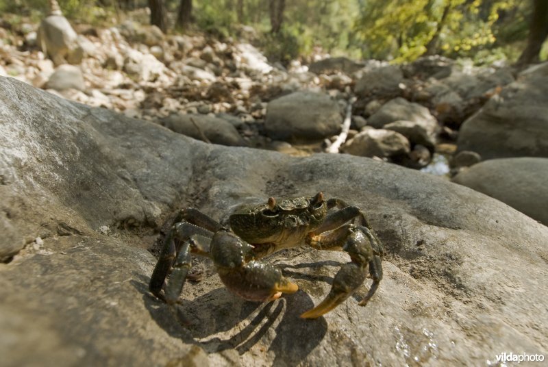 Een landkrab / zoetwaterkrab