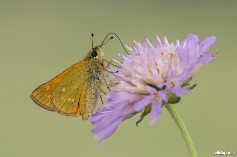 Groot dikkopje op een bloem van Beemdkroon