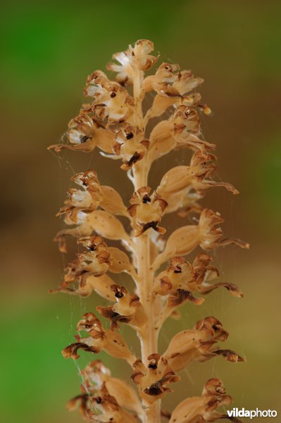 Vogelnestje