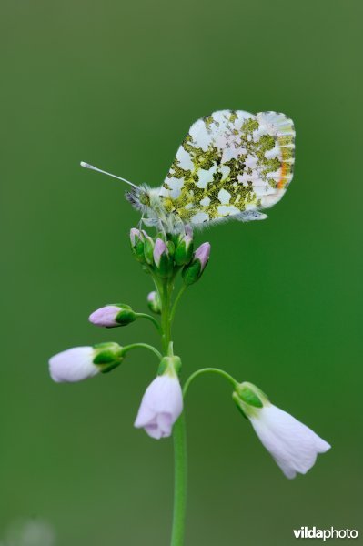 Mannetje oranjetip op pinksterbloem