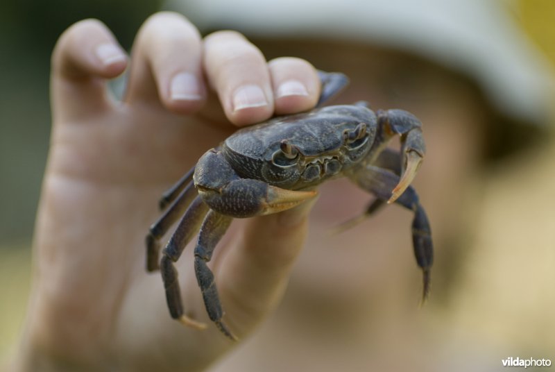 Portret van een landkrab zoetwaterkrab die wordt vastgehouden