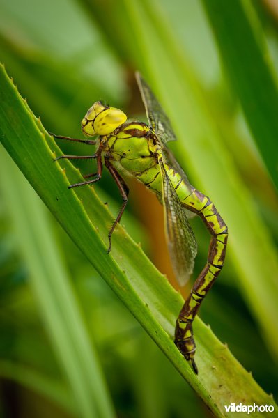Groene glazenmaker