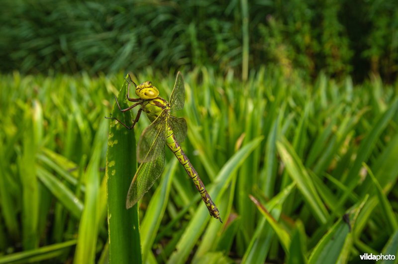 Vrouwtje groene glazenmaker in krabbenscheerveld