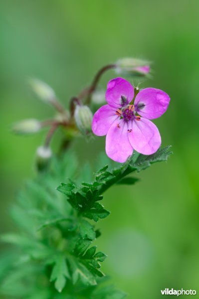 Bloem van reigersbek