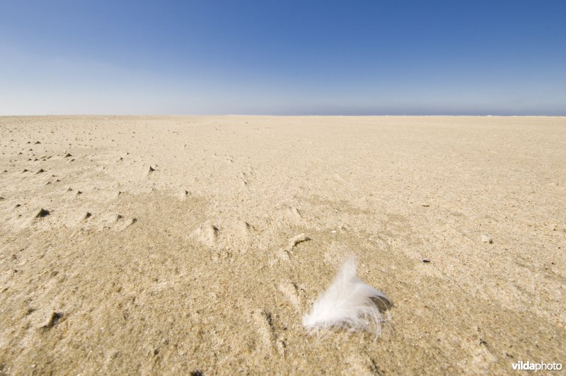 Veer op het strand
