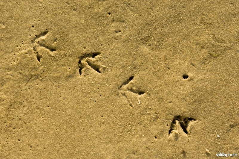 Vogelsporen van drieteenstrandloper in nat zand