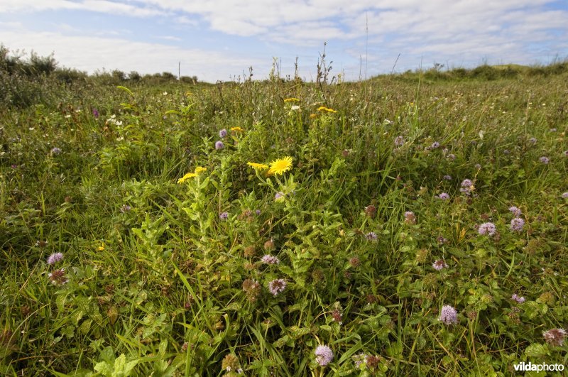 Heelblaadjes in een bloemrijke vochtige duinvallei in de Kennemerduinen