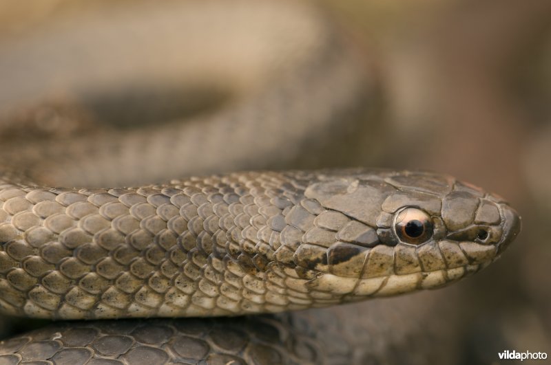 Portret van een gladde slang
