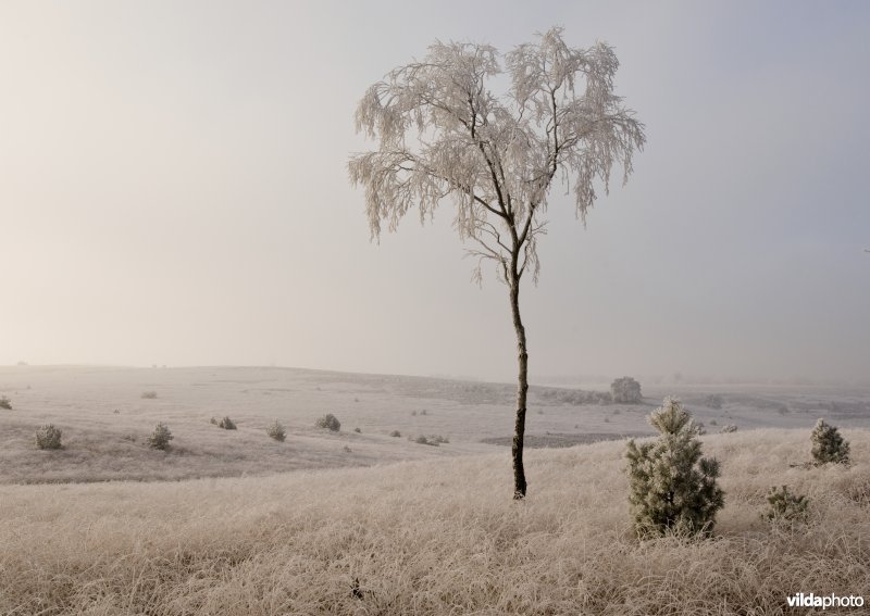 Winterse heide