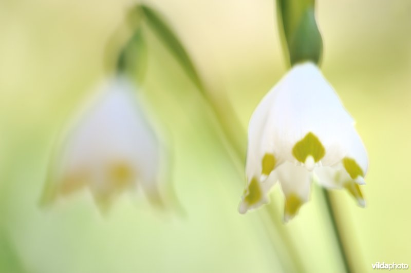 Lenteklokje in bos Ter Rijst