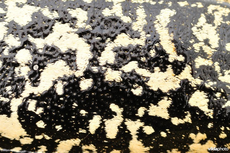 Schild van Julikever