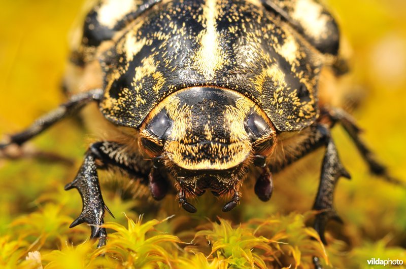 Julikever in vooraanzicht