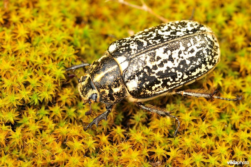 Julikever op duinsterretje
