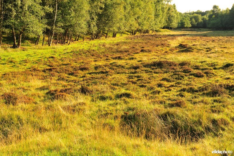 Het heide- en stuifzandgebied de Schobbejakshoogte