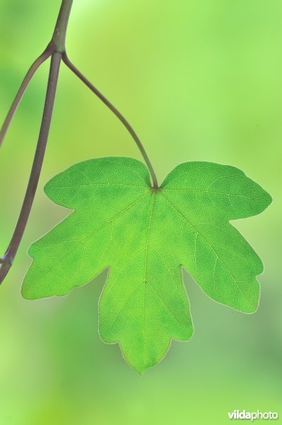 Blad van Veldesdoorn