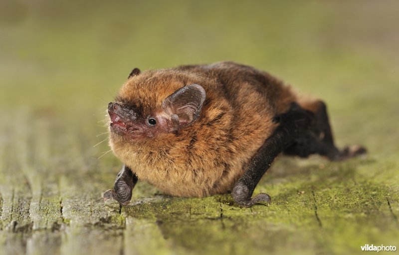 Dwergvleermuis