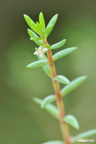 Watercrassula