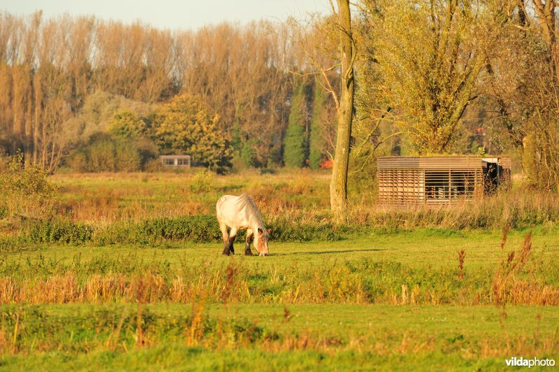 Natuurreservaat de Bourgoyen