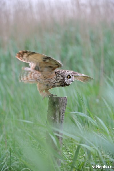 Landende Velduil