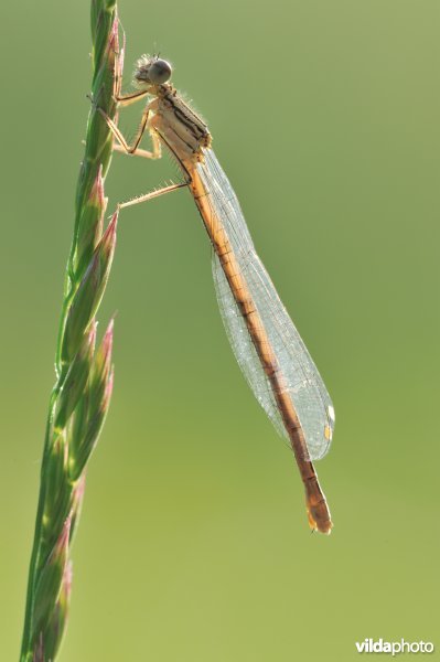Vrouwtje Blauwe breedscheenjuffer