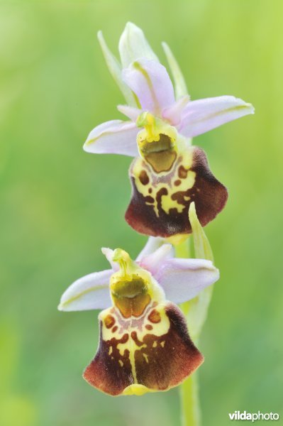 Hommelorchis