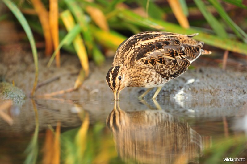 Watersnip op zoek naar voedsel