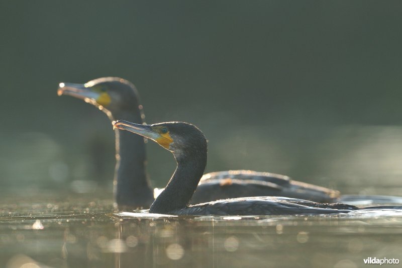 Aalscholvers