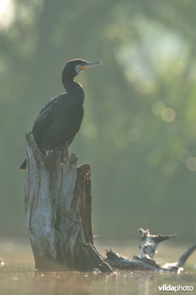Aalscholver op dode boomstam