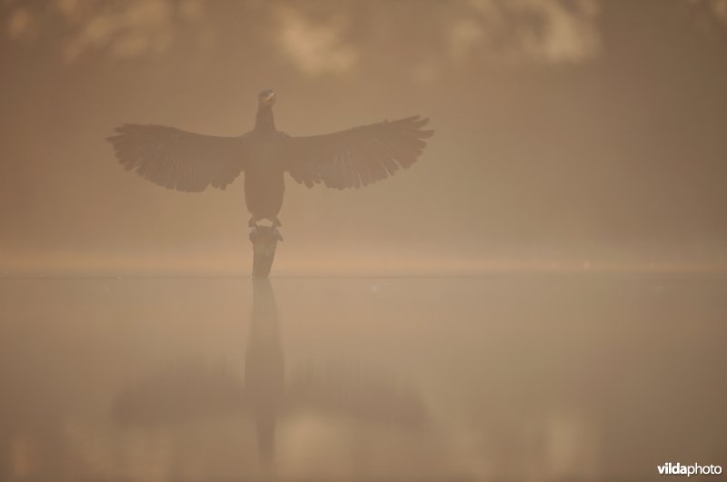 Aalscholver met open vleugels