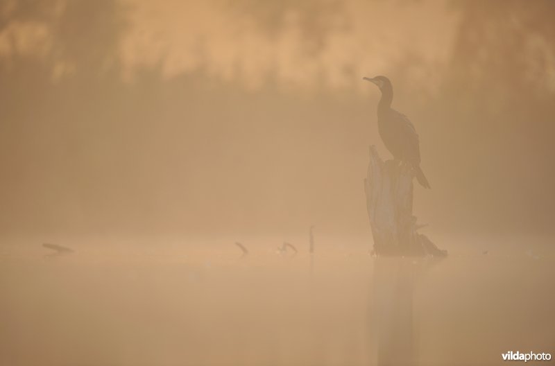 Aalscholver op dode boomstam