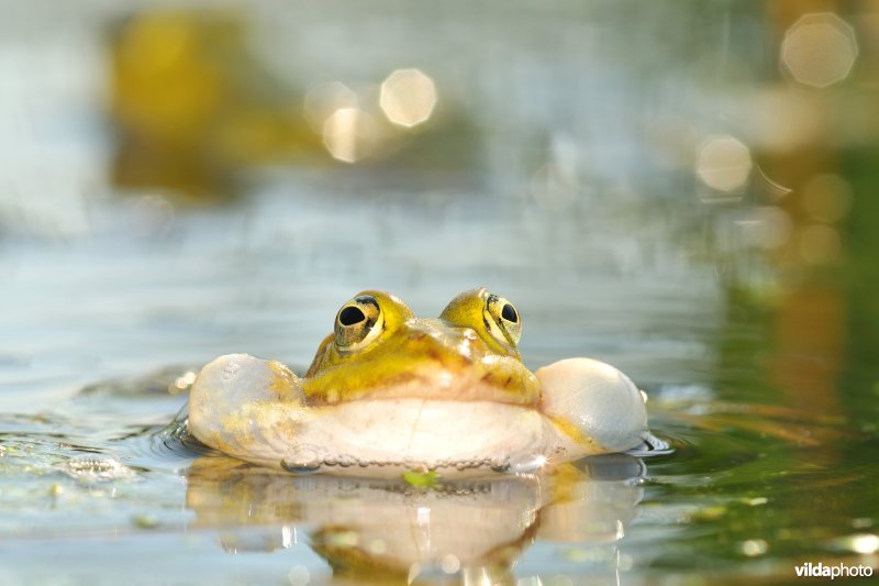 Kwakende Groene kikker