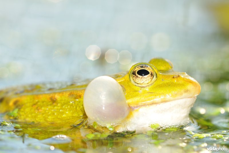 Kwakende Groene kikker