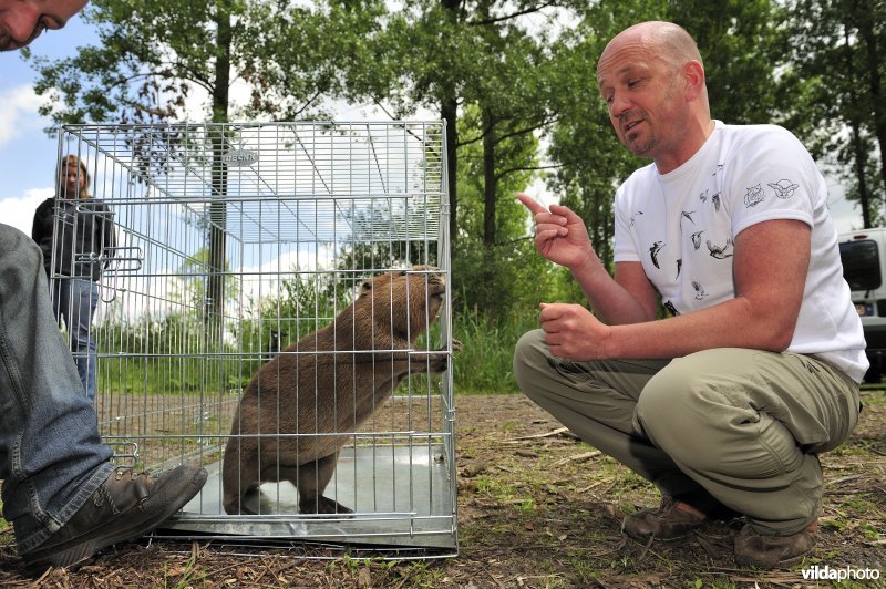 Vrijlaten van Bever