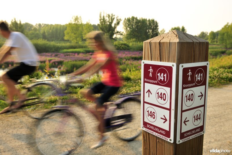 Fietsers in het Lippenbroek