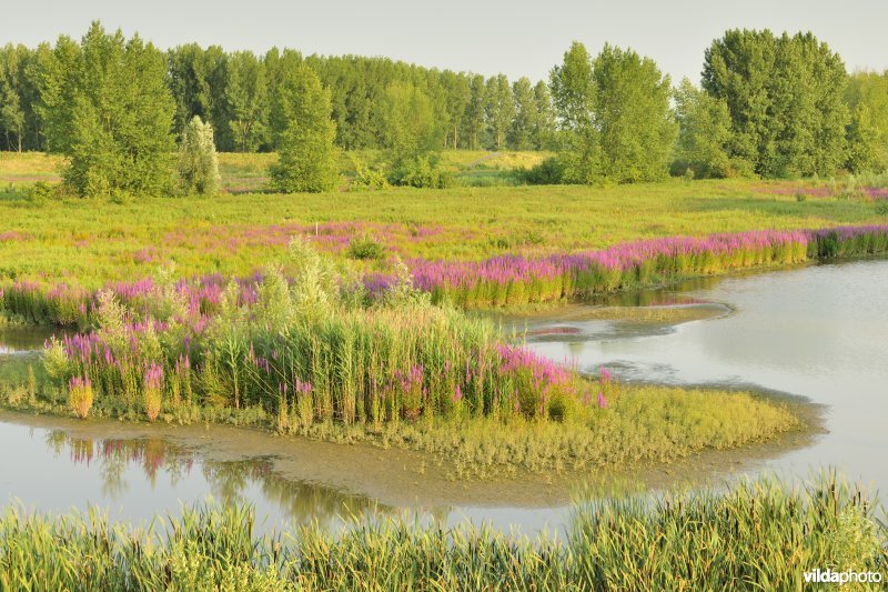 Lippenbroek
