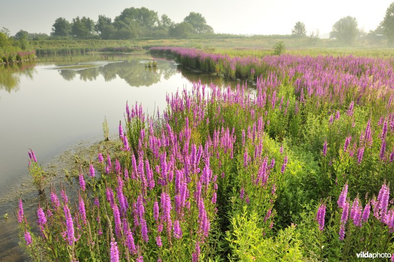 Grote kattenstaart in het Lippenbroek