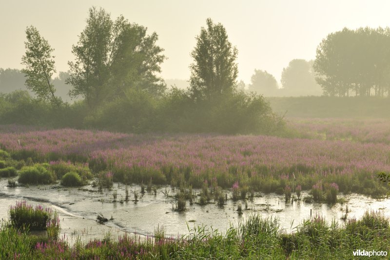 Grote kattenstaart in het Lippenbroek