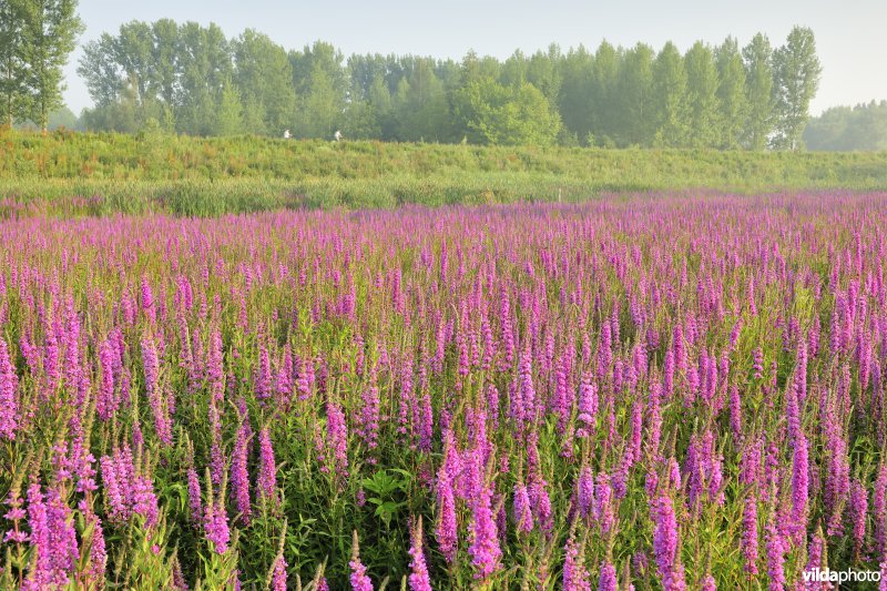Grote kattenstaart in het Lippenbroek