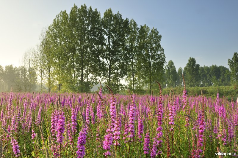 Grote kattenstaart in het Lippenbroek
