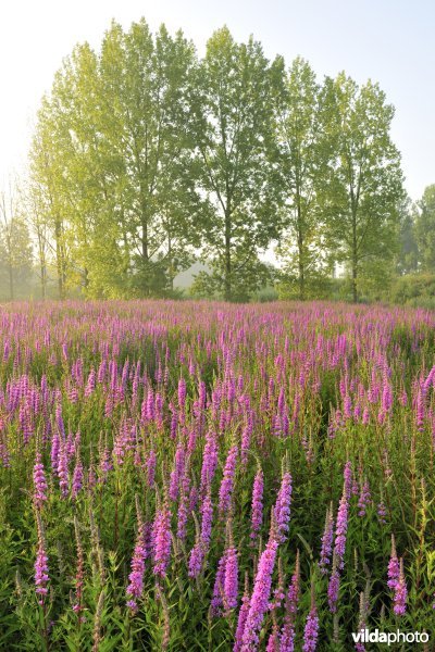 Grote kattenstaart in het Lippenbroek