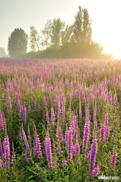 Grote kattenstaart in het Lippenbroek