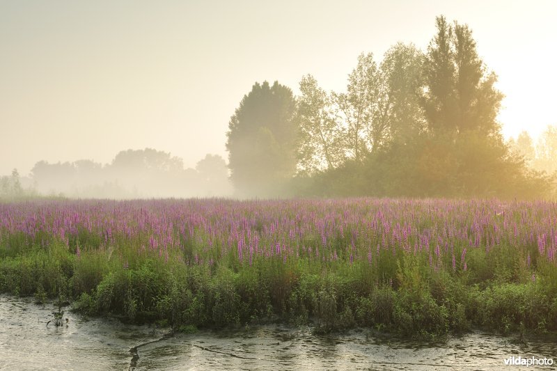 Lippenbroek