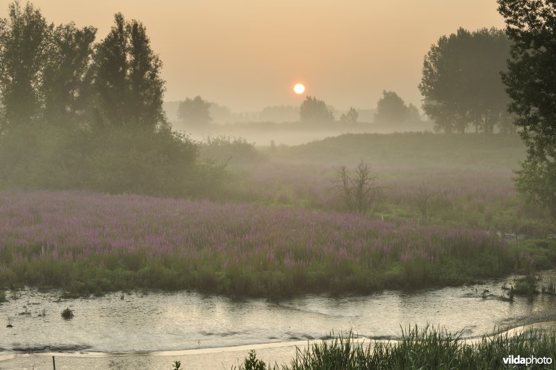 Lippenbroek