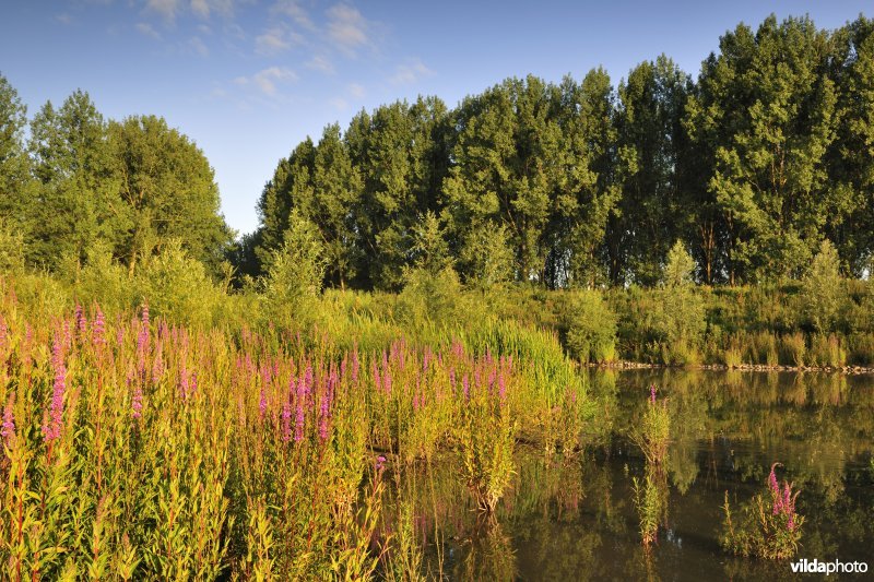 Lippenbroek