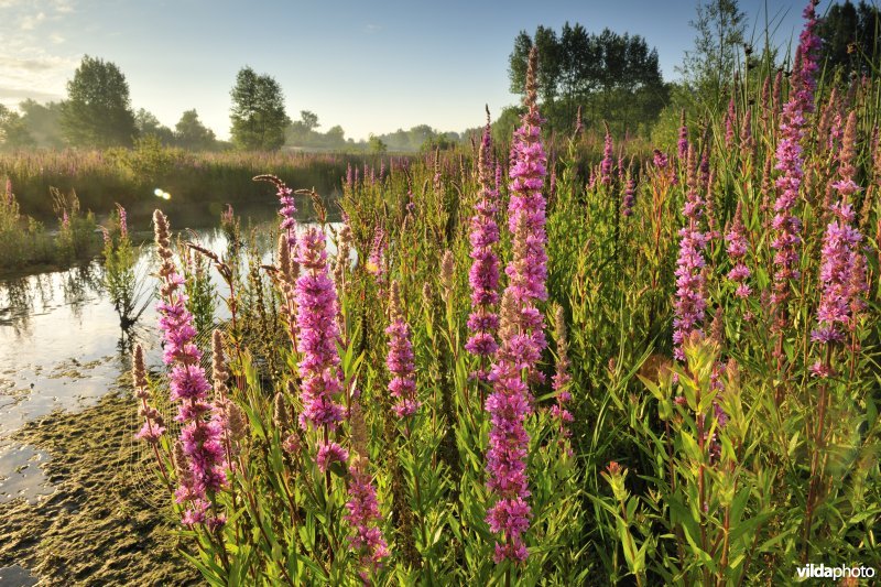 Grote kattenstaart in het Lippenbroek