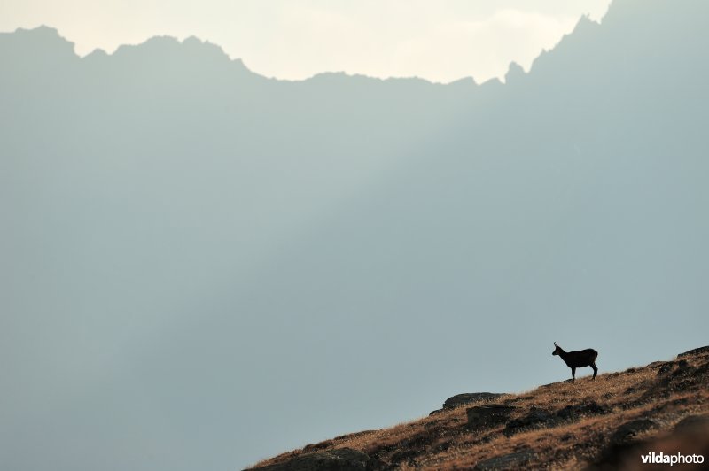 Gems in de Italiaanse alpen